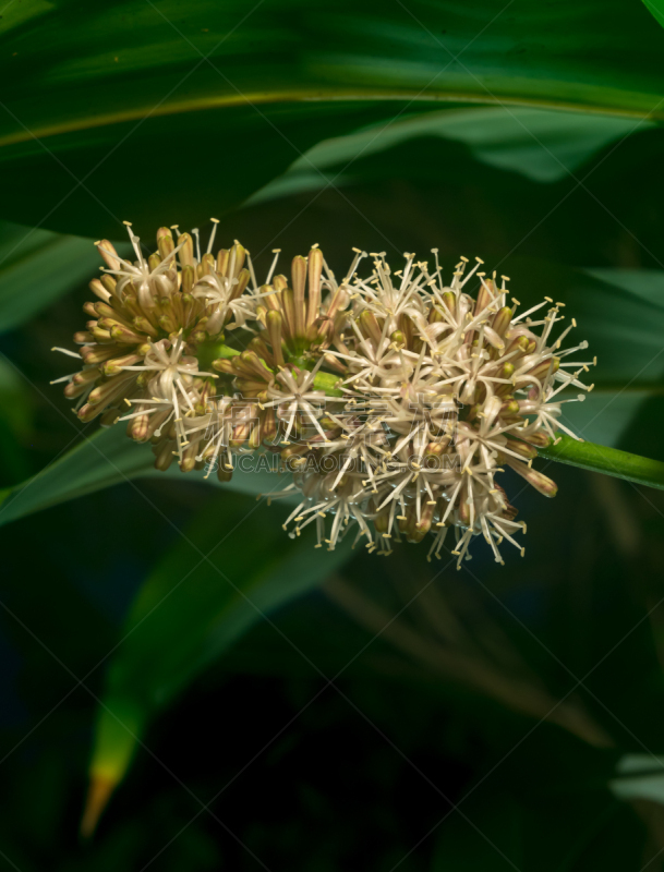 特写,好望角,垂直画幅,美,芳香的,无人,夏天,户外,泰国,龙舌兰属植物