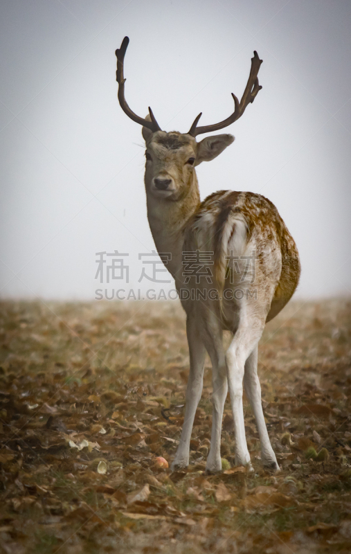 添景 鹿 動物 盆栽 ２体-eastgate.mk