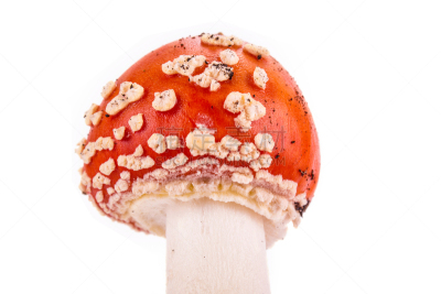 蘑菇,鹅膏菌,鸊鷉,伞形毒菌,毒蘑菇,水平画幅,无人,有毒生物体,偏远的,红色