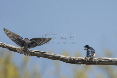 树燕,自然,天空,野生动物,美国,水平画幅,小的,蓝色,鸟类,野外动物