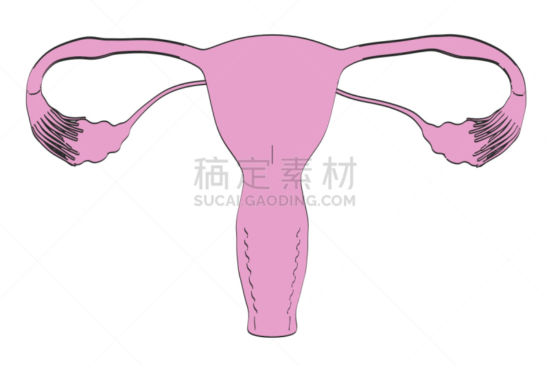 女性生殖系统,输卵管,卵巢,人体子宫,生殖器官,女人,水平画幅,绘画插图,健康保健,卡通