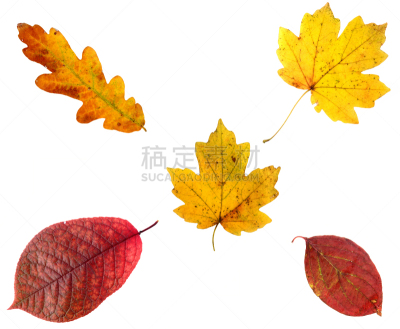 什锦糖混合物,白色背景,叶子,秋天,水平画幅,彩色图片,无人,摄影