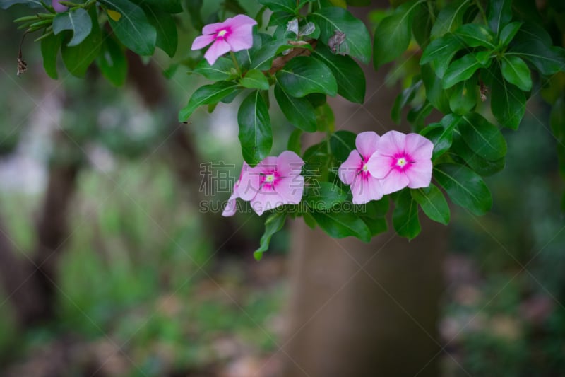 长春花属,菜园,美,水平画幅,无人,夏天,户外,马达加斯加,草,特写