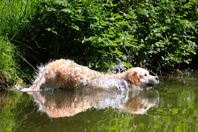 金毛寻回犬,动物扑击,假人撞击测试,水,水平画幅,湿,夏天,户外,湖,田地