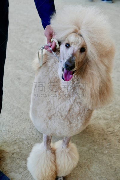 贵宾犬,训服,遛狗师,纯种犬,宠物项圈,受过训练的狗,狗,个人卫生用品,与众不同