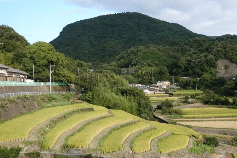 日本,农业,高松,梯田,旅游目的地,水平画幅,无人,农场,户外,水稻梯田