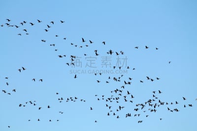 春天,雁属,天空,蓝色,过大的,白色,质量,羊群,飞