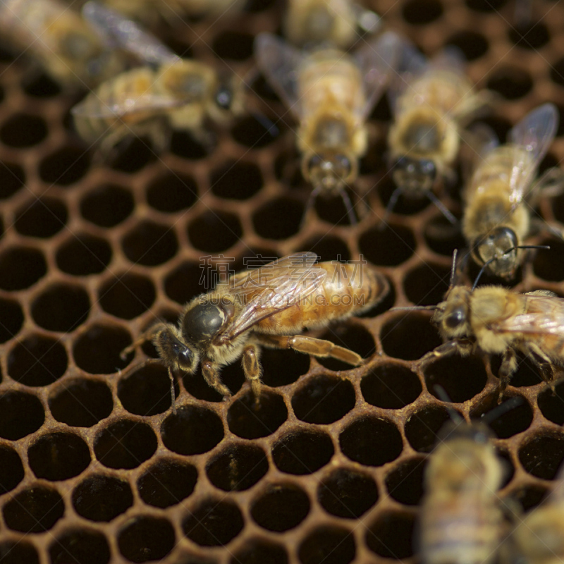 蜂王,beekeeper,图像,蜂窝,蜂蜜,昆虫,三叶草,蜜蜂,2015年,方形画幅