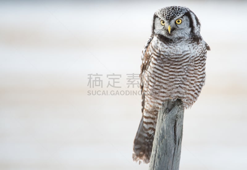 hawk owl,北,野生动物,水平画幅,无人,猫头鹰,鸟类,观鸟,野外动物,户外