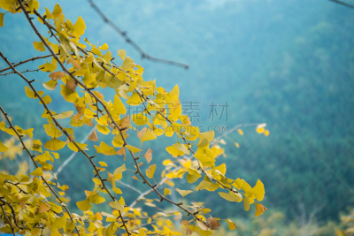 银杏,叶子,黄色,天空,公园,水平画幅,枝繁叶茂,无人,户外,特写