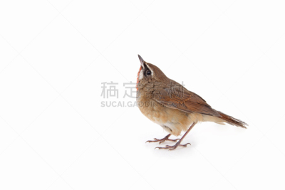 汽笛风琴,夜莺,自然,野生动物,水平画幅,鸟类,动物身体部位,野外动物,翅膀,雄性动物