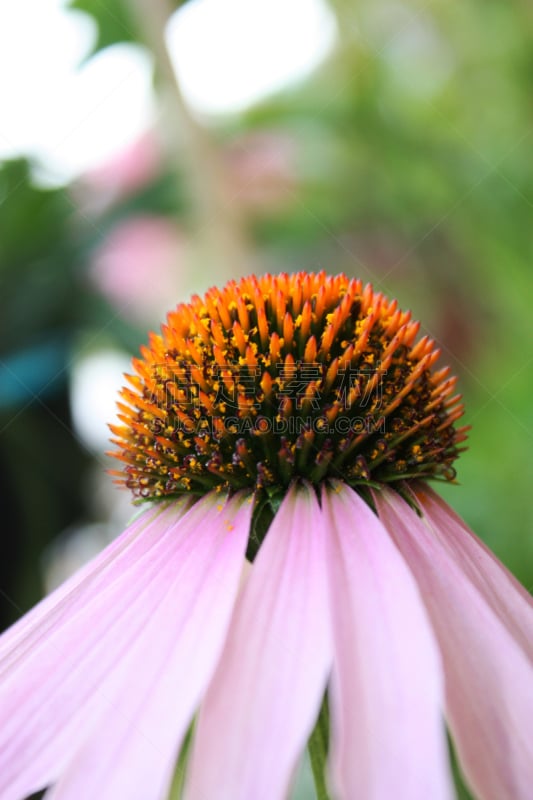 金花菊,垂直画幅,无人,夏天,特写,顺势医学,植物,马祖尔湖,大特写,花头