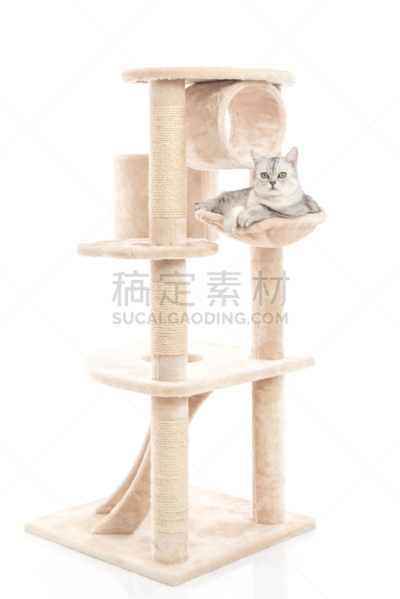 可爱的,猫,塔,垂直画幅,窗户,头发,毛皮,猫科动物,肖像,泰国