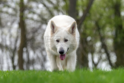 白色,德国牧羊犬,水平画幅,牧羊犬,动物身体部位,夏天,草,哺乳纲,看,狗