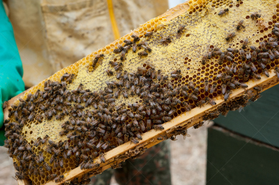 蜜蜂,蜂窝,充满的,beekeeper,工蜂,嗡嗡响的,养蜂,螫针,蜂箱,昆虫群