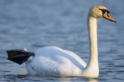 天鹅,足,习水动物,湖,白色,食肉鸟,水平画幅,无人,鸟类,动物习性