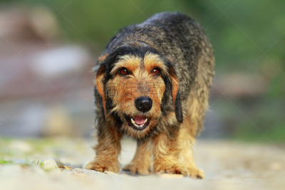纯种犬,美,褐色,芳香的,水平画幅,美人,头发特征,猎犬,长发,哺乳纲