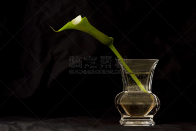 马蹄莲,自然,水,水平画幅,绿色,无人,绿女神,特写,黑色,黑色背景