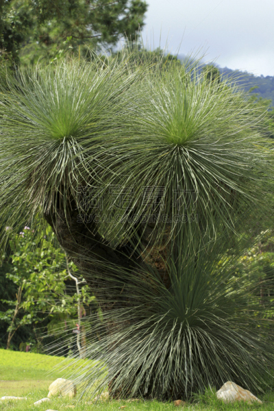 禾本科植物,垂直画幅,公园,绿色,无人,户外,游乐场,维管束,植物,热带气候