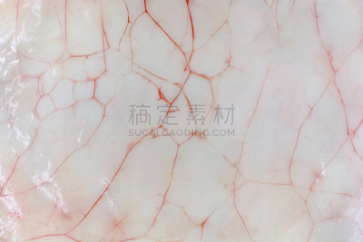 动物皮,动物,平衡折角灯,血管,水平画幅,皮肤病学,健康保健,动物身体部位,炎症,动脉