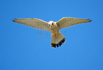 天空,老鹰,海洋,风,食肉鸟,水平画幅,撒丁岛,蓝色,家禽,鸟类