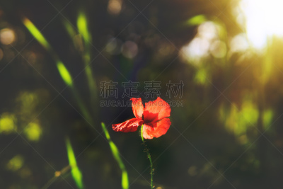 大特写,早晨,活力,红色,图像,美,水滴,花蕾,花瓣,hase