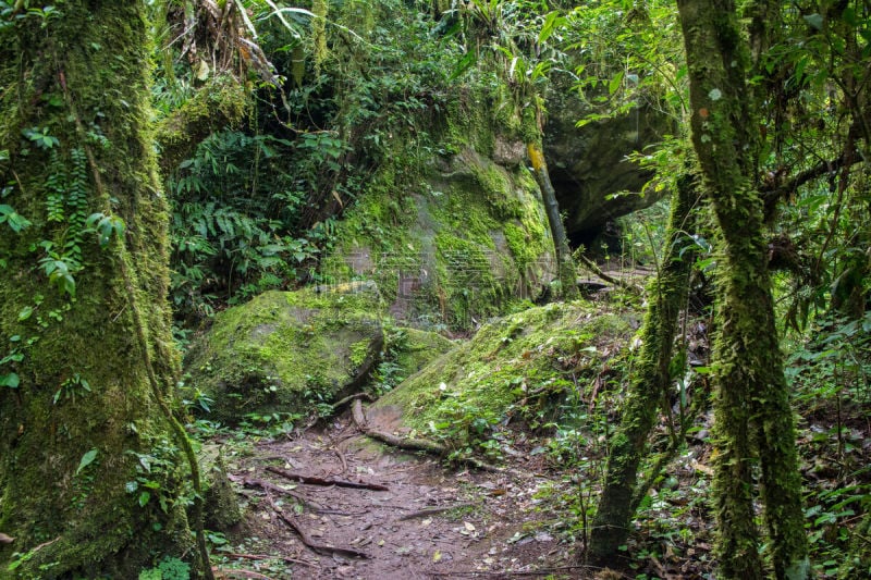 Clearing in a tropical rainforest in São Francisco de Paula/Rio Grande do Sul/Brazil.