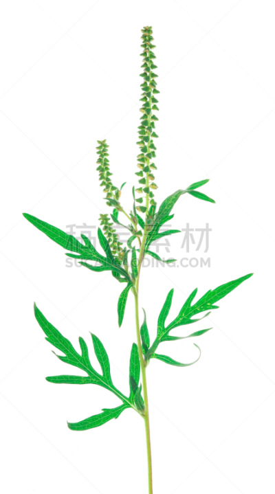 豚草属,苦草,自然,垂直画幅,干草,绿色,无人,夏天,背景分离,特写