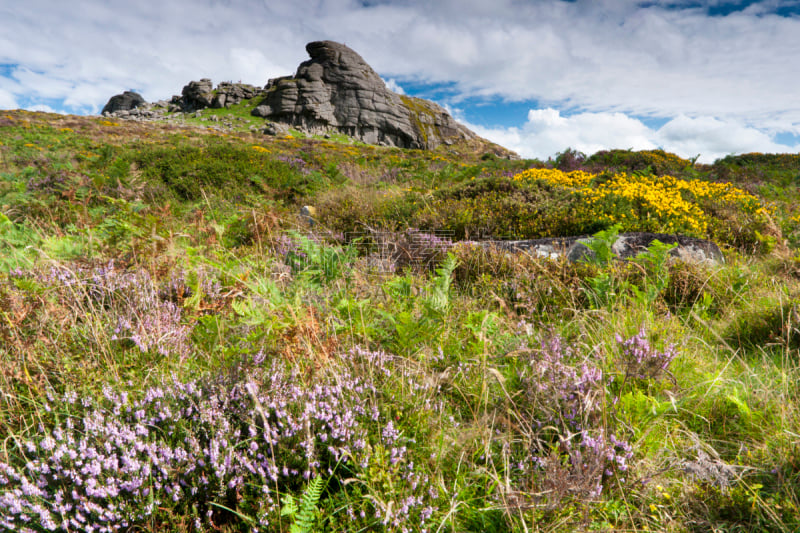 黑托岩,dartmoor,金雀花,石南花,鲜花盛开,德文郡,停泊的,旷野,摩尔人风格,水平画幅