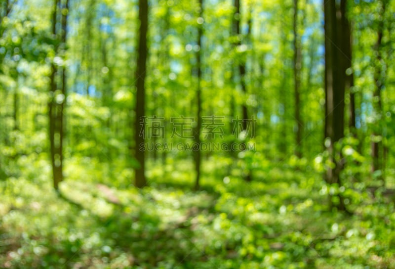 森林,背景,泉,前景聚焦,自然,白昼,闪亮的,季节,图像,美