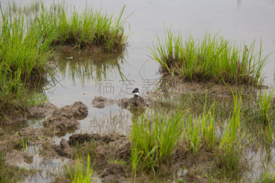 谷仓,湖,地形,燕子,自然美,海滩,家燕,湖岸,沼泽,杆