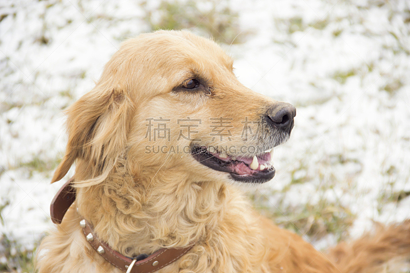 金色 美 禅宗 寻回犬 水平画幅 进行中 导游 美人 户外 哺乳纲图片素材下载 稿定素材