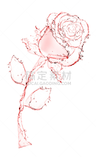 玫瑰,仅一朵花,水,自然,垂直画幅,式样,形状,无人,做,倒