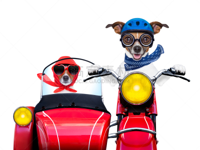 狗,小型摩托车,红色,杰克拉瑟短腿犬,水平画幅,梗犬,陆用车,旅行者,司机,夏天