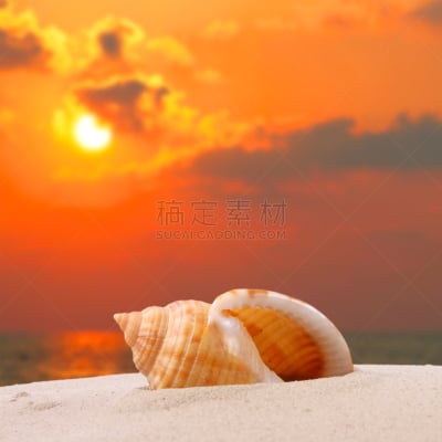 贝壳,海滩,鸡尾酒,旅途,热,热带气候,印度洋,动物,海鱼,海螺