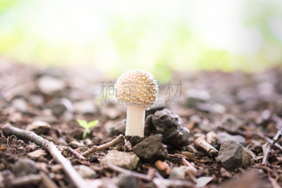 蘑菇,原生林,伞形毒菌,水平画幅,绿色,山,无人,日本,毒蝇菇,一个物体