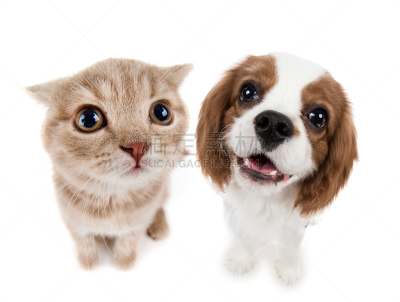 小猫,幼兽,查理王小猎犬,动物头,小狗,饲养员,猫,纯种猫,猪嘴,口络