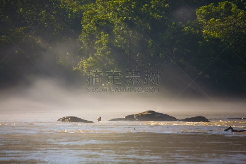 加拿大黑雁,查特胡奇河,青蛙,鹅肉,美,公园,水平画幅,鸟类,湿,早晨