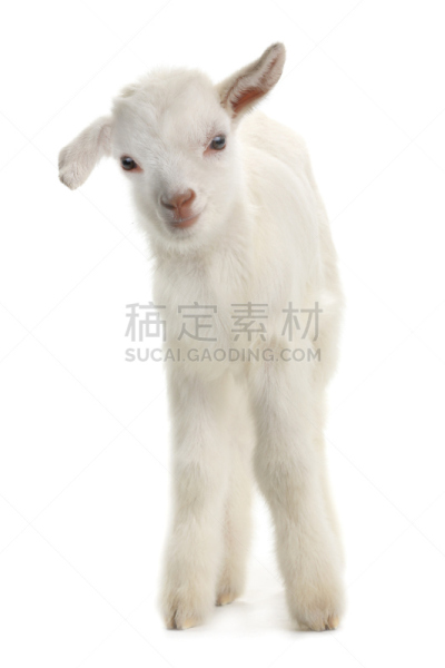 山羊,垂直画幅,无人,符号,羊羔,哺乳纲,白色,毛绒绒,幼兽,看