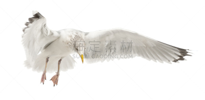 黑脊鸥,欧洲银鸥,4岁到5岁,过时的,水平画幅,无人,鸟类,半空中,动物身体部位,野外动物