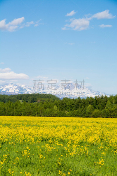 田地,野花,山,黄色,花头,贺卡,旭岳火山,云,雪,春天