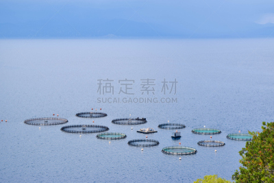 养鱼场,水,水平画幅,笼子,捕捞鱼,海产,动物习性,夏天,户外,围栏