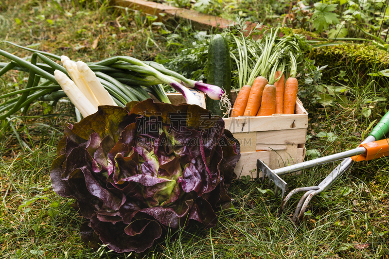 GemÃ¼seernte, harvest of vegetable