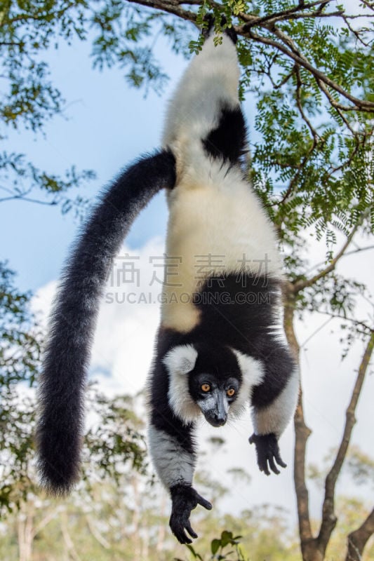 马达加斯加,白色,黑色,领狐猴,野生动物,肖像,哺乳纲,塔那那利佛,黑白斑狐猴,动物