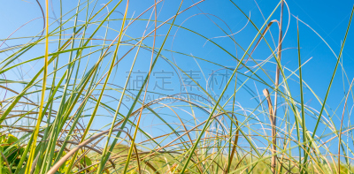 海滩,沙丘,海岸野燕麦,滨草,天空,宁静,幸福,水平画幅,蓝色,全景