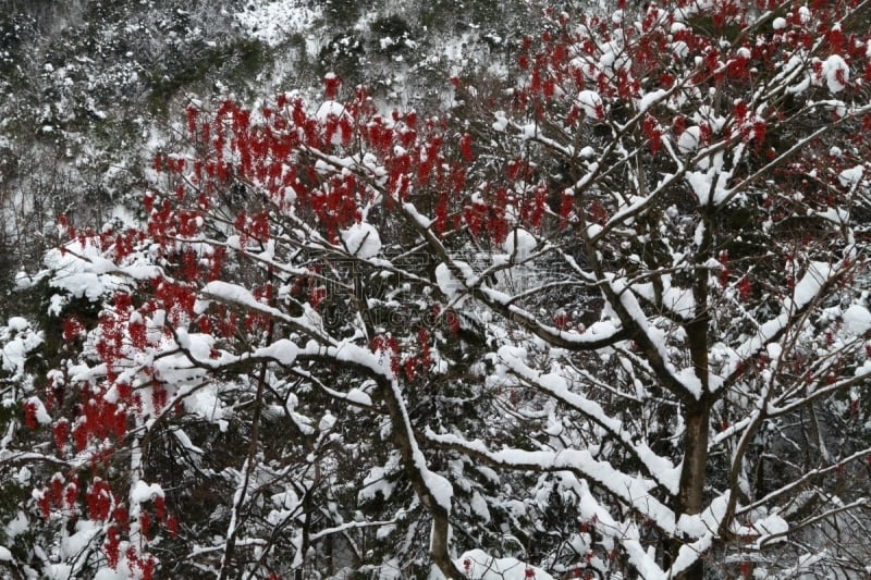 水果,红松,自然,水平画幅,雪,无人,日本,户外,白色,兵库县