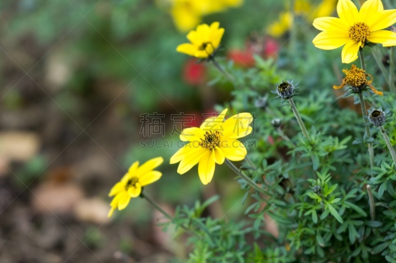 自然,黄色,自然界的状态,野生动物,黄昏,蜂王,草,火箭,蜂蜜,甜食