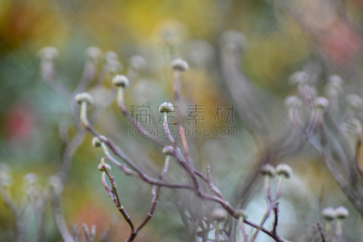 花蕾,开花的山茱萸,秋天,植物,水平画幅,小的,无人,2015年,叶子,布得