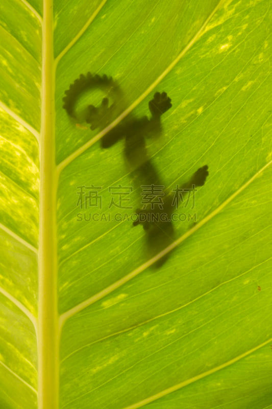 蜥蜴,绿色,叶子,彭阿伦岸,万隆,西爪哇,牵牛花,蝰蛇,阴影对焦,变色龙