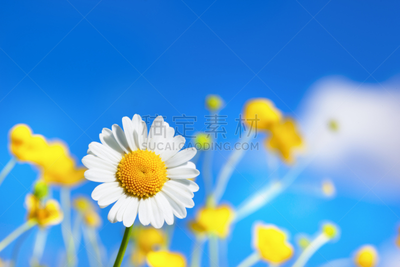 Chamomile among flowers